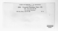 Uromyces psoraleae image